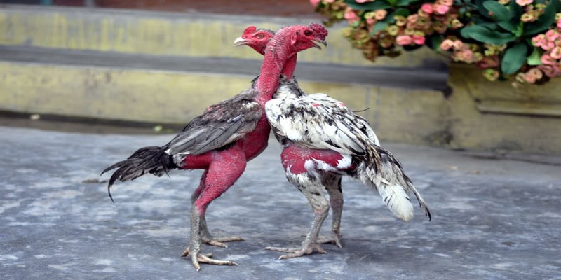 Sân chơi sở hữu đội ngũ bình luận viên